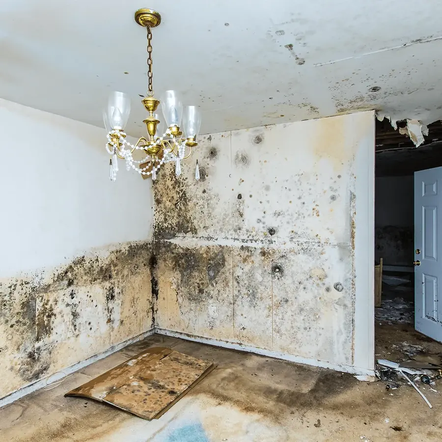 Mold growth in the corner of a Pasadena room